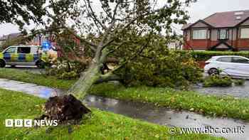 Storm Austen: Trees uprooted, zoo closed and events cancelled
