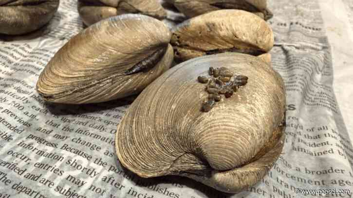Why volunteers are gluing seeds to clam shells in Connecticut