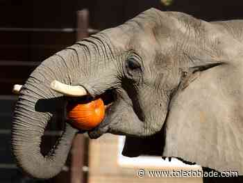 Photo gallery: Pumpkin Stomp &amp; Chomp at Toledo Zoo