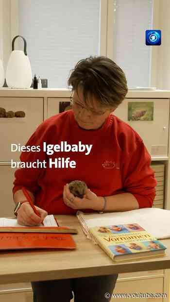 Igelstation: Hilfe für Igel in Not
