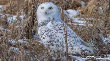 Snowy owls are now a 'sensitive species' in Alberta