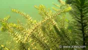 Hydrilla growth in Lake Austin plateaus