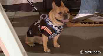 Photos: Adorable pups show up for Browns Howl-O-Ween