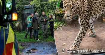 Dit weten we over de panteraanval in dierenpark Beekse Bergen, waarbij verzorger zwaargewond raakte