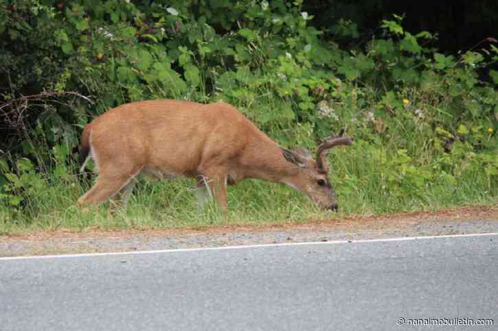Conservation officials ask for public’s help after deer shot, killed in Nanaimo