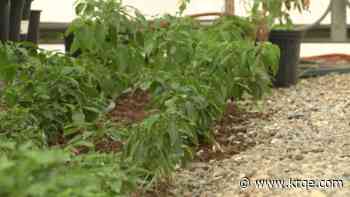 New community farm providing local produce in the heart of South Valley