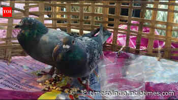 Suspicious pigeon with coded ring, Pak currency causes a flutter in Jammu