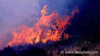 Record-breaking number of wildfires could drive up cases of head and neck cancer