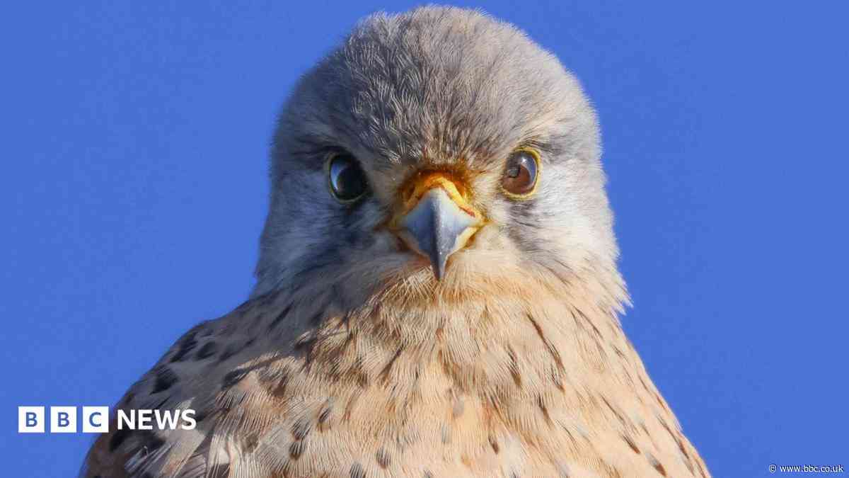 Autumnal wildlife shots catch 'incredible' moments
