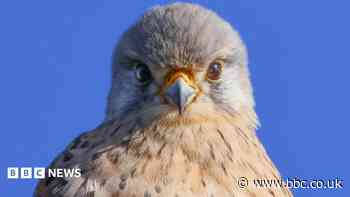 Autumnal wildlife shots catch 'incredible' moments