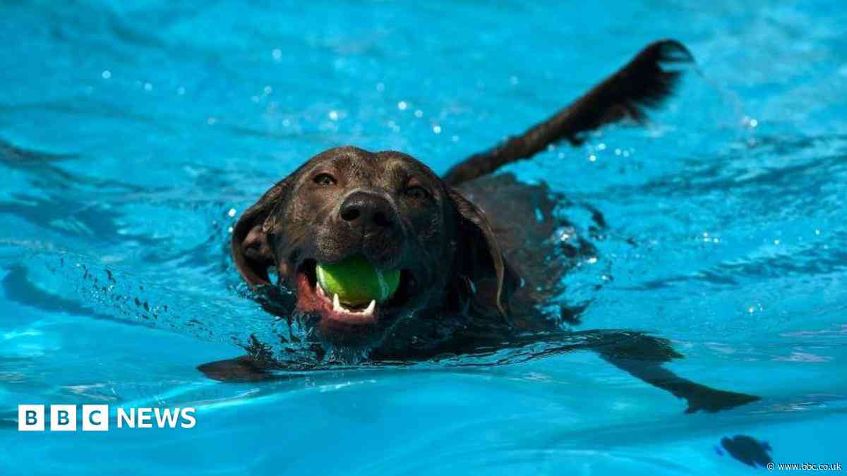 'Dogs only swimming pool' and 'wobbly socials'