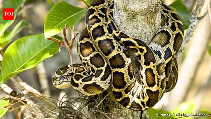 Scientists tracked 142 Burmese pythons for 20 years; only four expelled transmitters
