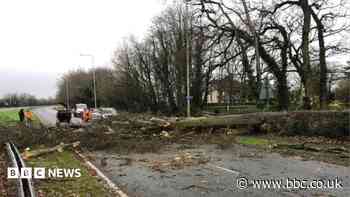 Council charged after man killed by falling tree