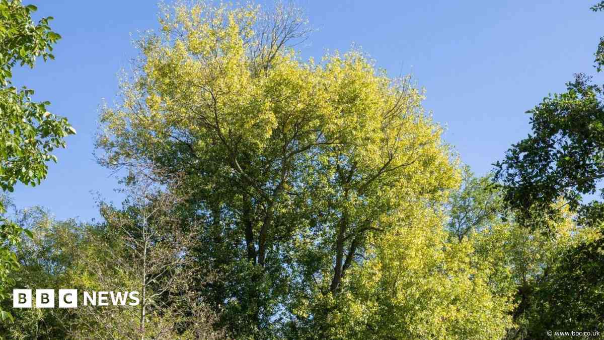 Project to restore rare native trees with DNA testing