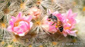 So wehren sich die kleinen Bienen: La Ola gegen ein Geschwader von Hornissen
