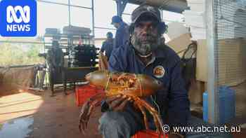 Fishermen racing crocs for crabs in Wadeye as new industry emerges
