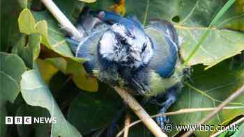 Eight birds glued to sticks in 'horrific incident'