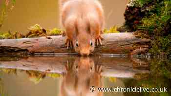 How people can support the recovery of red squirrels in Northumberland