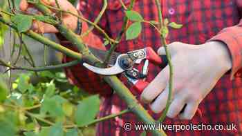 3 plants to prune and 6 gardening tasks to get done before October ends