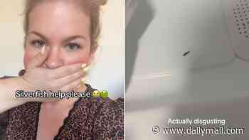 Why your house is a magnet for silverfish: Horrified Brits say their homes are crawling with the insects - here's what's behind the invasion