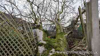 Storm Boelo - seven things to do if a tree damages your property