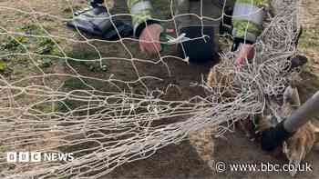 Tangled fox rescued from football goal net