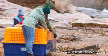 See moment two harbour seals pups are released into North Sea at Seaton Sluice
