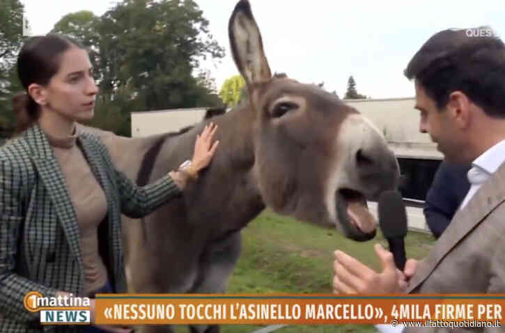 L’asino Marcello fa troppo “rumore” e divide il paese: i potenti ragli, l’esposto e la petizione. Il 7 novembre si decide il suo destino e intanto diventa una star tv