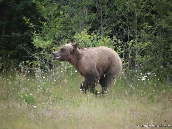 Young grizzly spotted near Zeballos