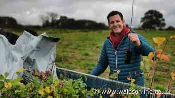 BBC host Matt Baker's heartbreaking career decision after health diagnosis