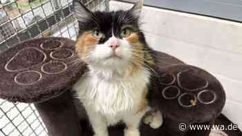 Katze Molly lebte zwei Wochen mit toter Halterin – jetzt wartet sie im Tierheim auf ein neues Zuhause