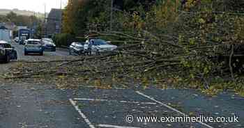Dramatic pictures show trees toppled across Yorkshire by Storm Boelo