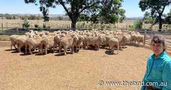 Lambing in containment, can it be done? The management needed to succeed