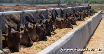 Turbulence warning for beef exports to Japan: will it crunch Aussie sales?