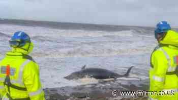 Coastguard issues warning after dead whale washes up on UK beach as Storm Boelo batters Brits