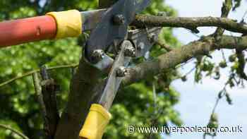 Your legal rights explained if your neighbour's tree or hedge grows into your garden