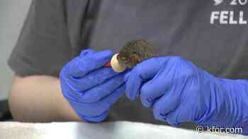 WildCare Oklahoma breaks intake record, faces growing financial challenges