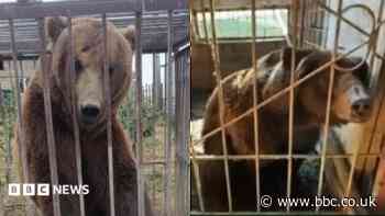 From Russian cages to Irish sanctuary: The five-year rescue journey of Bu and Tyapa