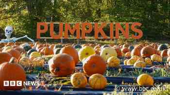 The Californian whose pumpkin patch dream took root in Fife