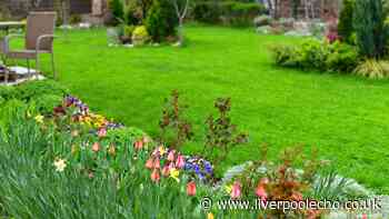 Key task gardeners need to do immediately for a lush lawn next spring