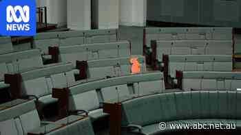 MPs urged to 'let light win' as cockatoo sits in for Helen Haines