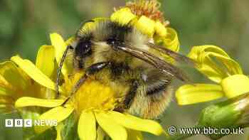 Nature reserve creating homes for rare bumblebee