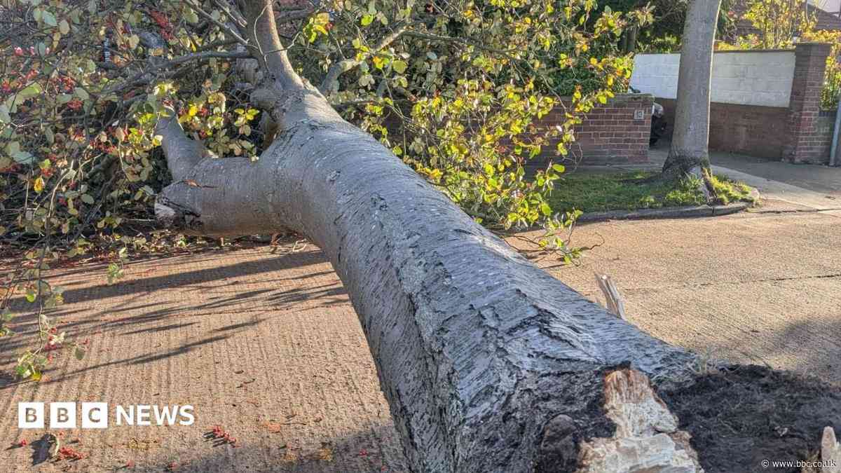 Roads blocked by trees and flooding as storm hits