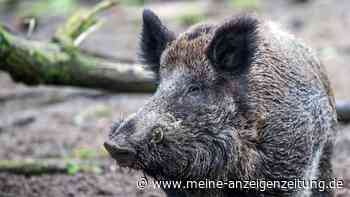 Wildschweinjagd in Italien: Grünes Licht für härtere Waffenart – auch Pumpguns erlaubt