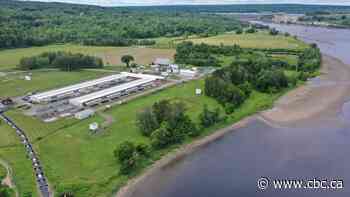 Scarce St. John River salmon population will continue getting support from DFO facility