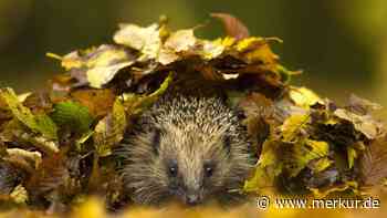 Igelhaus bauen und aufstellen: So finden Igel im Garten ein sicheres Winterquartier