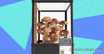 Lykyn Review: A Mushroom Garden Worth Showing Off