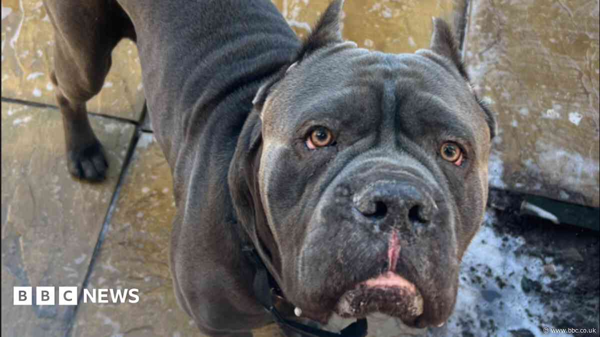 'A £12 dog toy bought from Amazon killed my dog'
