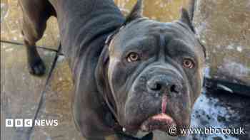 'A £12 dog toy bought from Amazon killed my dog'