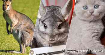 Ondanks verbod staat Marktplaats vol illegale dieren: van wallaby tot vouwoorkat gewoon te koop